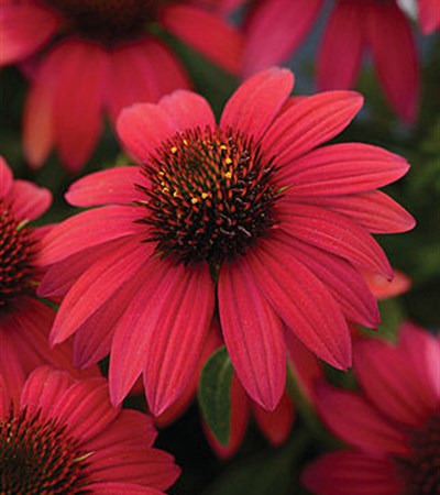 Coneflower Sombrero® Baja Burgundy